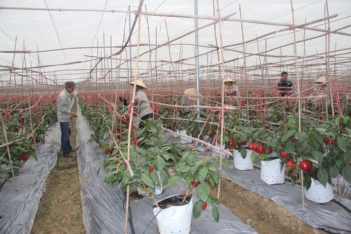 Hải Phòng: Phát huy vai trò của KH&CN trong cơ cấu lại ngành nông nghiệp