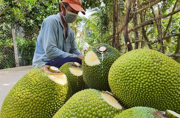 Vì sao giá mít Thái tăng gấp 10 lần sau hai tháng?