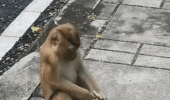 Hài hước clip 'khỉ cố gắng tự đeo khẩu trang' hút hàng triệu lượt xem