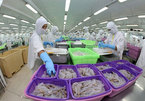 COVID-19 impact starts reflecting in seafood companies' results from August: VDSC