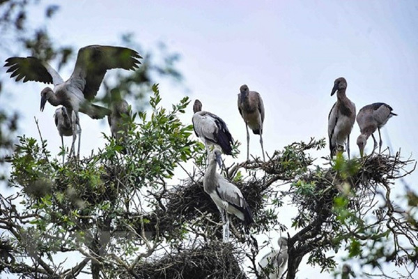 Tram Chim National Park - a Ramsar site in southern Vietnam