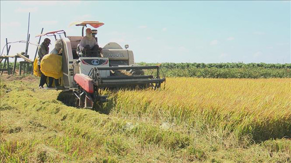 Rice price hits 18-month low