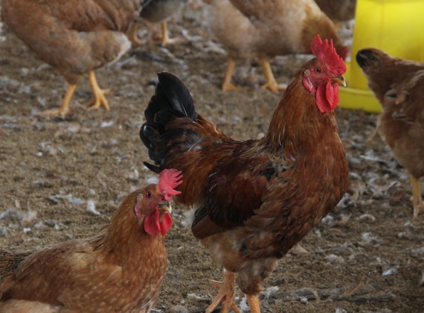 Bắc Giang triển khai các giải pháp phòng chống virus A/H5N8