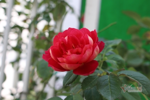 Hôn nhân không giống truyện ngôn tình