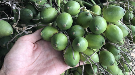 Giá trái cau tăng kỷ lục