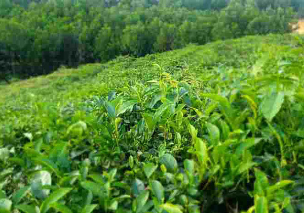 A visit to famous tea hill in the central region