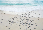 Magical breeding season of sea turtles in Bay Canh Island