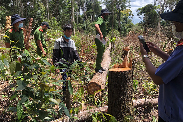 Khởi tố 7 đối tượng hủy hoại rừng ở Đắk Nông bằng thủ đoạn tinh vi