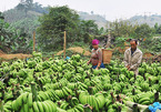 China stops transactions, 20,000 tons of bananas go unsold