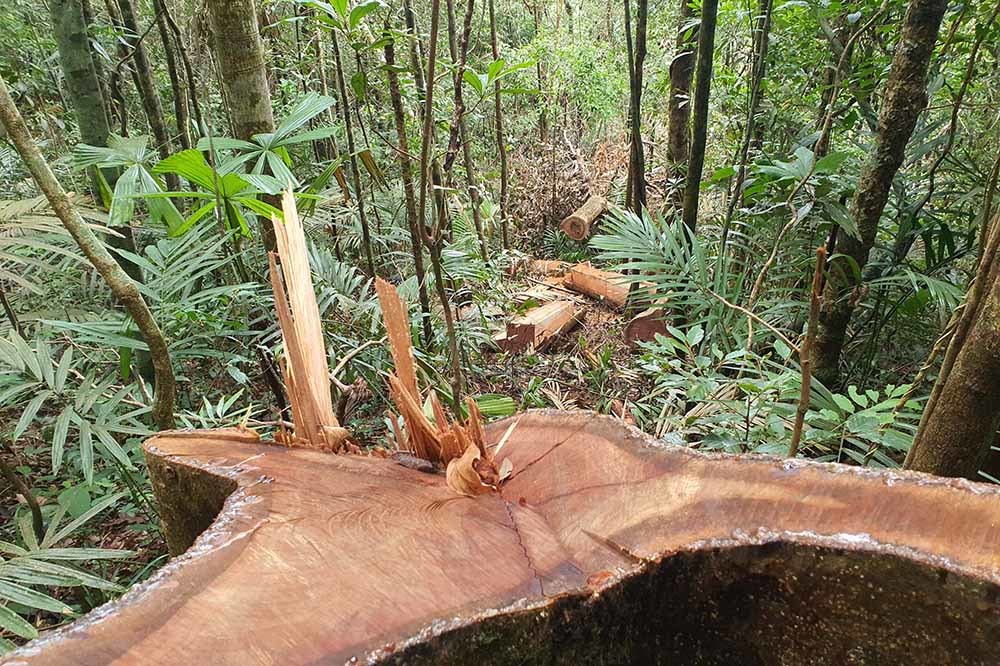 Phát hiện vụ hủy hoại rừng quy mô lớn ở Đắk Lắk