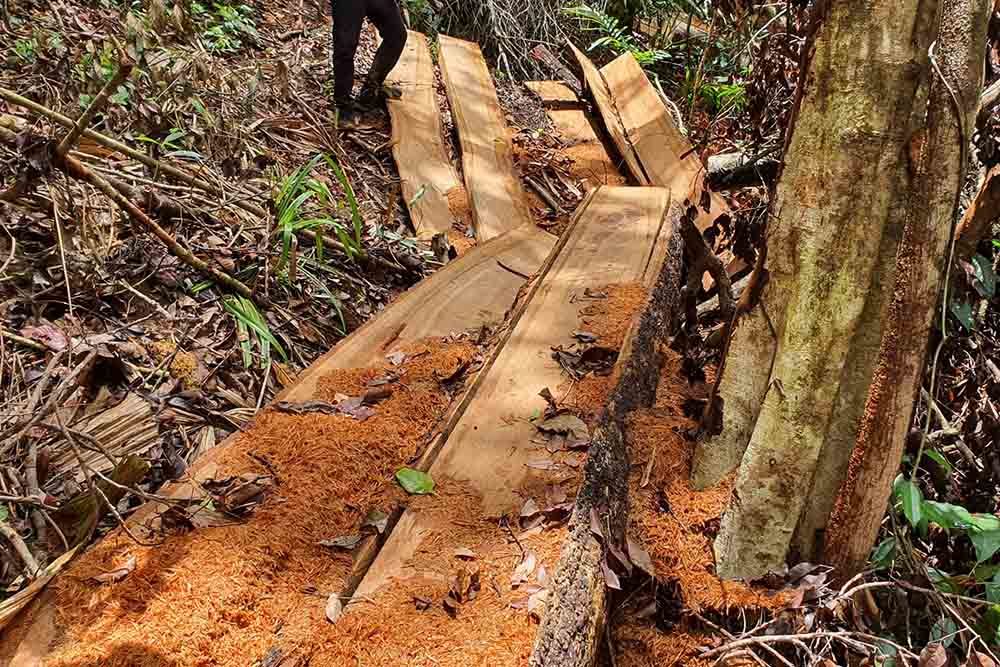 Phát hiện vụ hủy hoại rừng quy mô lớn ở Đắk Lắk