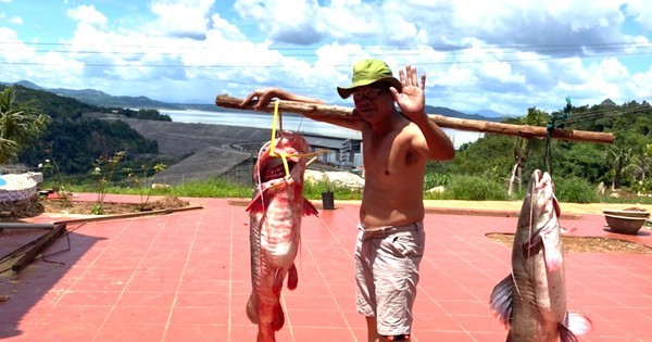 Bắt được cặp đôi 'thủy quái' sông Sê San, nặng 60kg giá chục triệu