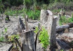 Chủ tịch tỉnh Phú Yên kiểm tra hiện trường vụ phá rừng