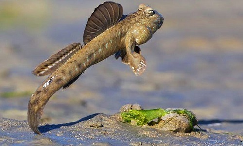 The strangest 'tree climbing fish' on the planet lives in Vietnam