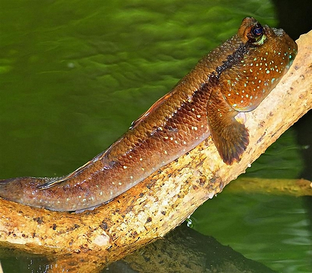 The strangest 'tree climbing fish' on the planet lives in Vietnam