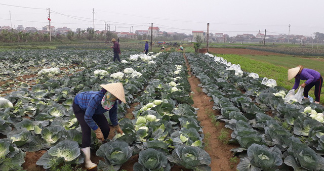 Agriculture Ministry to open new path for farm produce sales