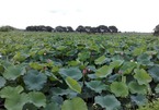 Tea farmer earns good income harvesting seeds and roots well as leaves of lotus plants