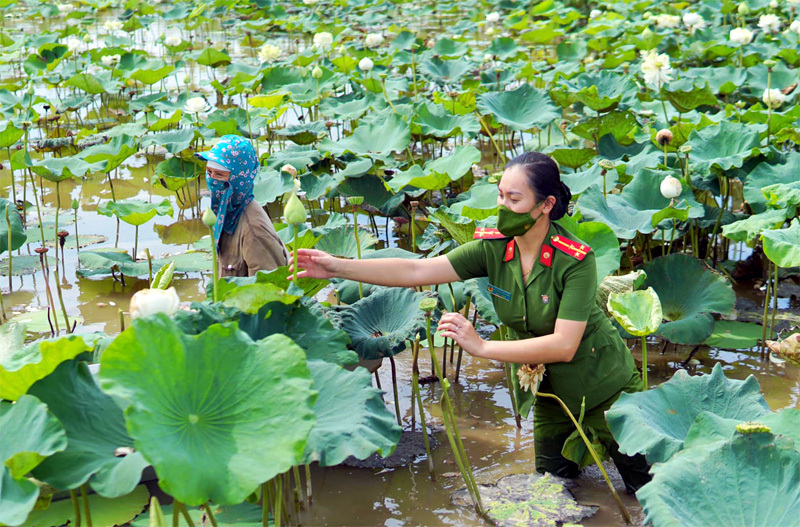 Ba ngày lội bùn hái 18.000 bông hoa, Công an giải cứu đầm sen 20 mẫu