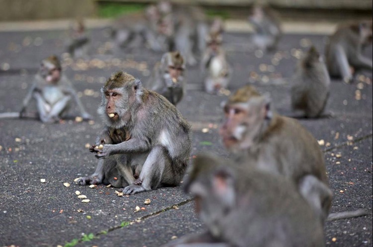 Không còn du khách cho đồ ăn, khỉ đói ở Bali tấn công nhà dân