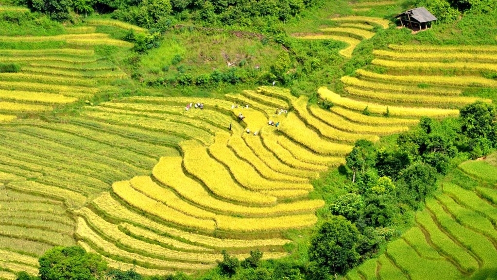 Golden glow of rice terrace fields in Lao Cai