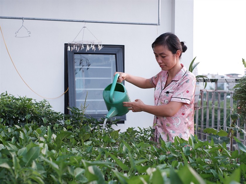 Urban gardens a bright spot during pandemic