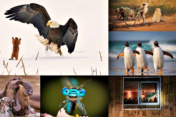 Những bức ảnh hài hước về động vật hoang dã 'bắt' bạn phải bật cười