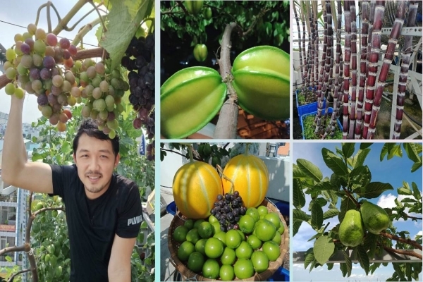 Ông bố ở TP.HCM trồng mía và đủ loại cây ăn trái trên sân thượng