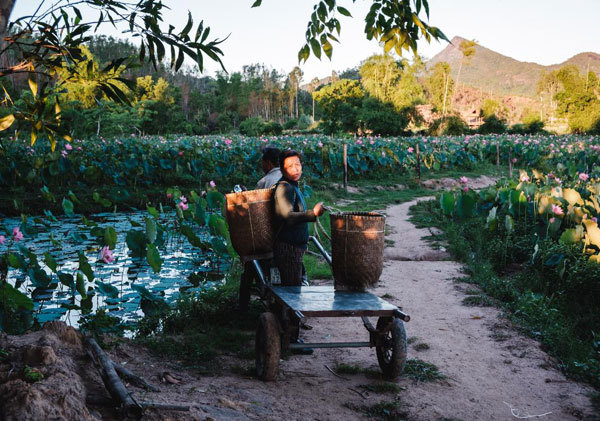 Lotus harvest season in Quang Nam