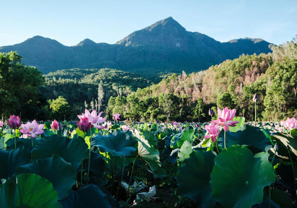 Lotus harvest season in Quang Nam