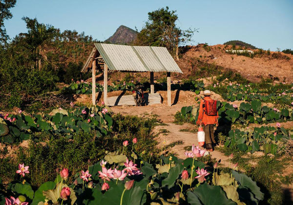 Lotus harvest season in Quang Nam