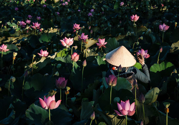 Lotus harvest season in Quang Nam