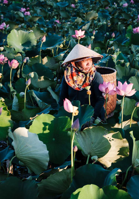 Lotus harvest season in Quang Nam