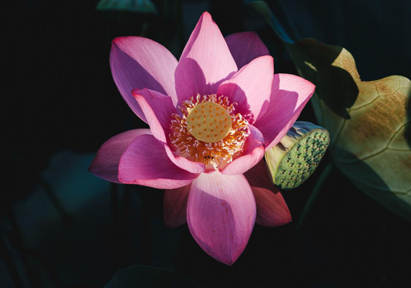 Lotus harvest season in Quang Nam