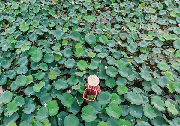 Lotus harvest season in Quang Nam