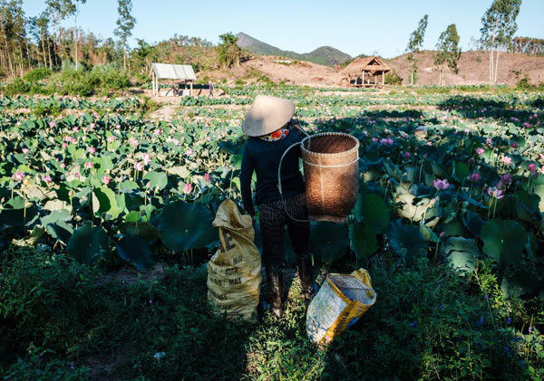 Lotus harvest season in Quang Nam