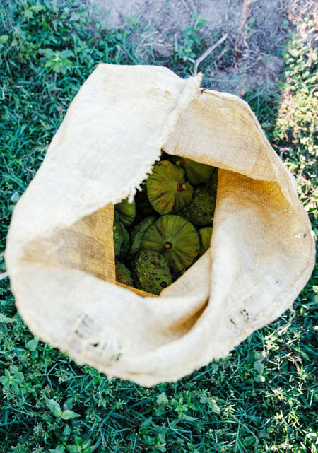 Lotus harvest season in Quang Nam