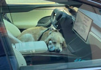 Chủ xe không cần lo lắng nếu để quên chó trên Tesla Model X 2022