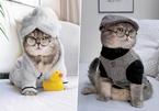 Chú mèo nổi tiếng mạng xã hội với phong cách thời trang sành điệu