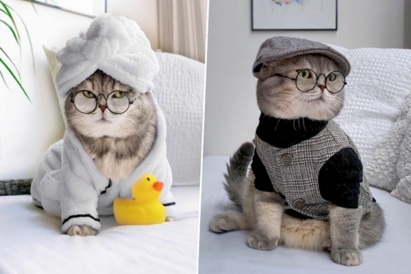 Chú mèo nổi tiếng mạng xã hội với phong cách thời trang sành điệu