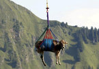 Sự thật về những chú bò 'bay qua núi' ở Thụy Sĩ