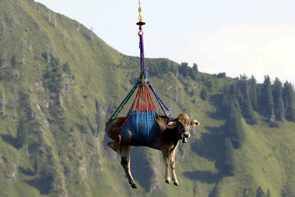 Sự thật về những chú bò 'bay qua núi' ở Thụy Sĩ
