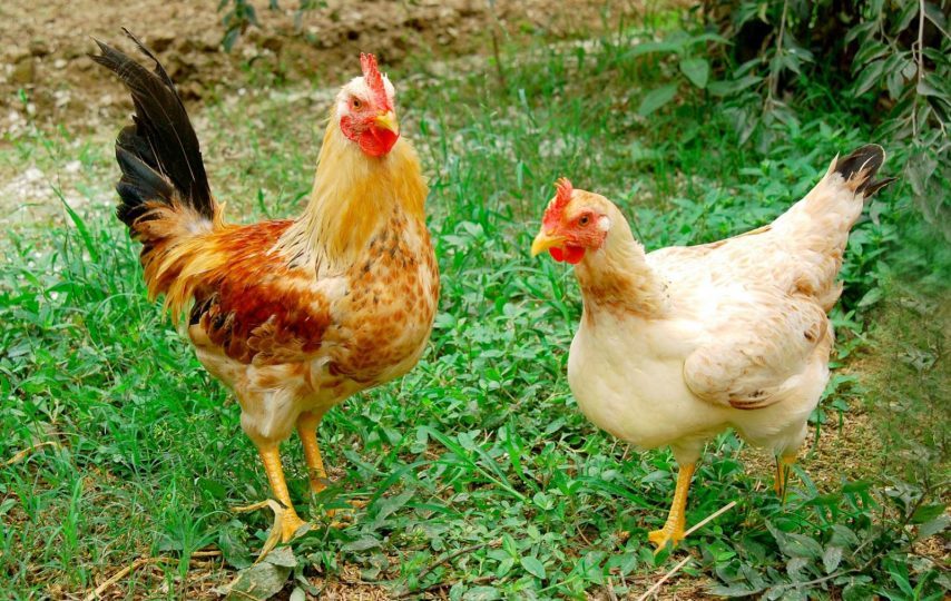 Huyện Cái Bè phát triển chăn nuôi gia cầm song song với phòng, chống dịch bệnh