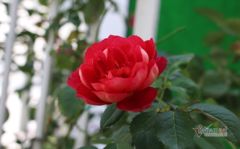 7 năm chưa quên được tình cũ, đến với người mới để làm gì?