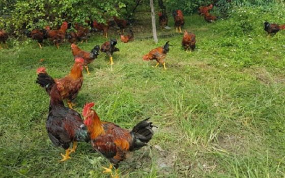 Thực hiện đề án xây dựng vùng an toàn dịch bệnh cúm gia cầm tại huyện Yên Thế giai đoạn 2021-2025