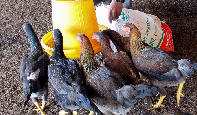 TP Cần Thơ: Chú trọng tiêm vắc-xin phòng cúm gia cầm