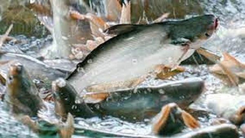 Hàng nghìn tấn cá tra quá lứa vì không có người thu hoạch