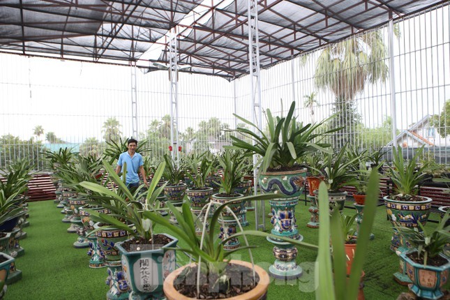 Vườn lan quý hiếm bạc tỷ của chàng kỹ sư tin học bỏ phố về quê