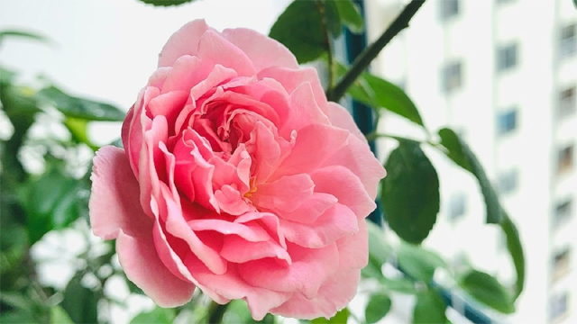 Không thể tha thứ cho chồng nhưng lại chạnh lòng khi anh tái hôn