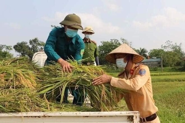 Công an Thanh Hóa thay dân gặt lúa ‘chạy đua’ với bão Côn Sơn