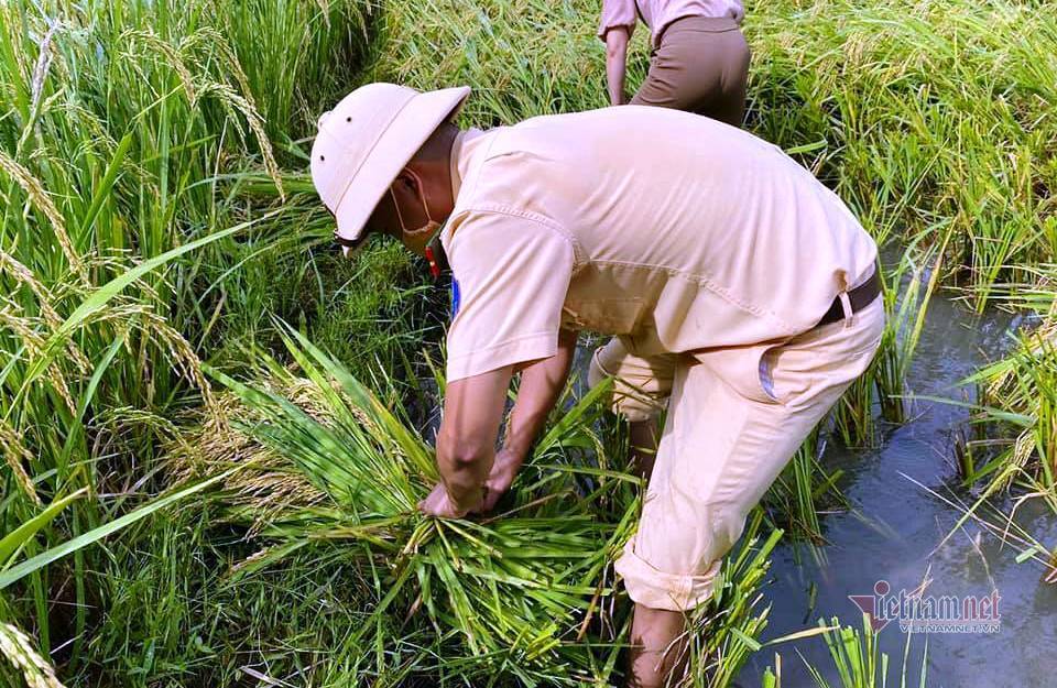 Công an Thanh Hóa thay dân gặt lúa ‘chạy đua’ với bão Côn Sơn